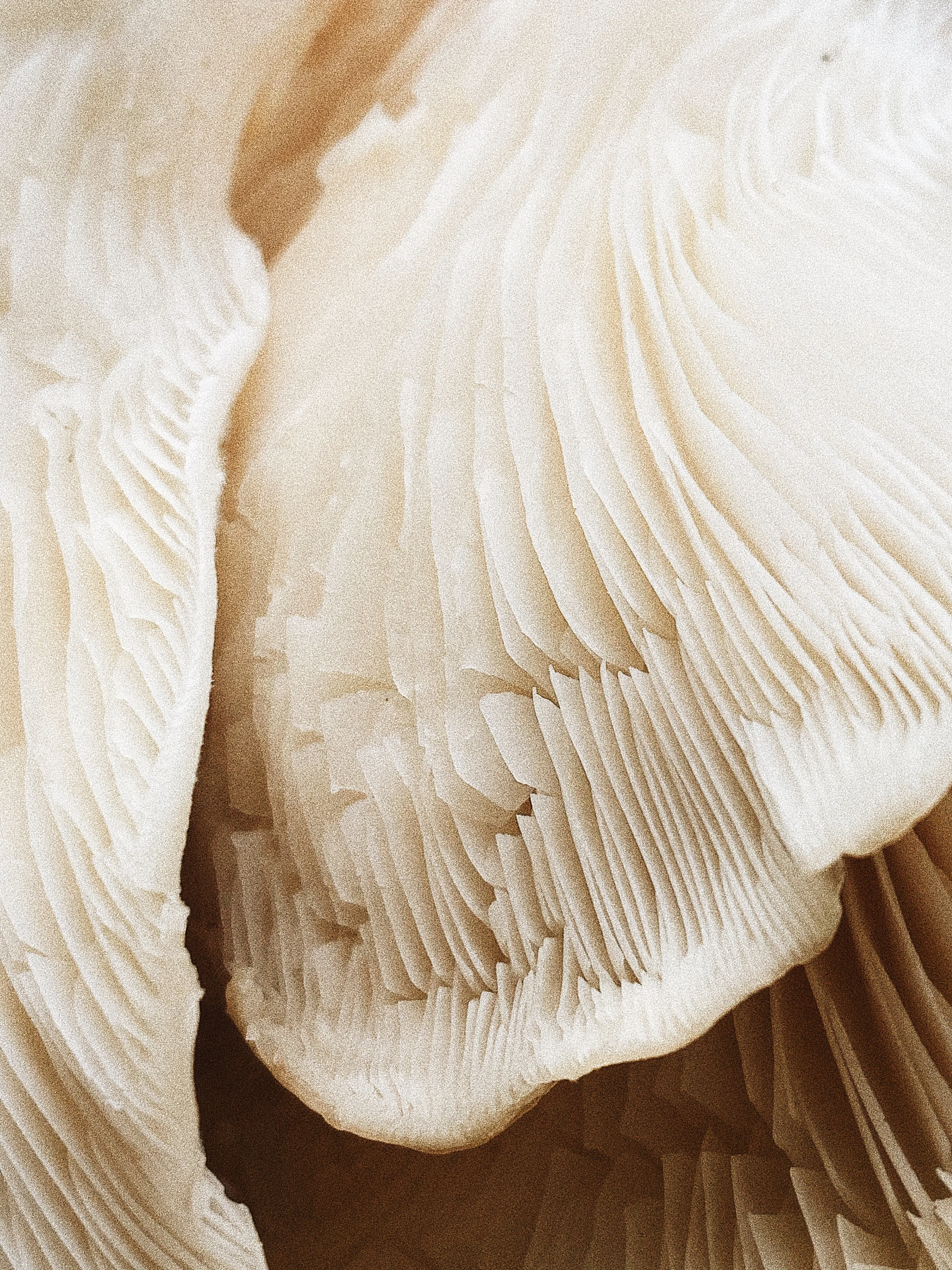Extreme macro close-up of pale mushroom gills