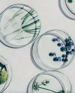 Botanical ingredients and leaves arranged in petri dishes