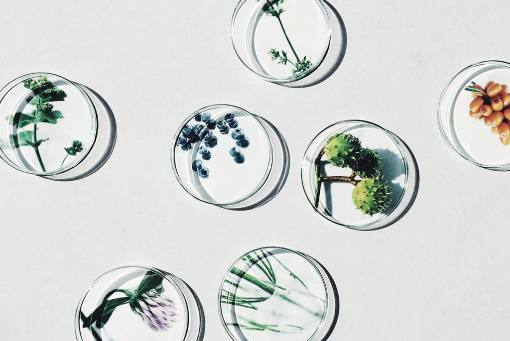 Organic plant antioxidant ingredients used in clean cosmetics