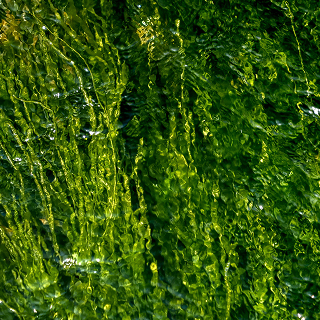 Algae