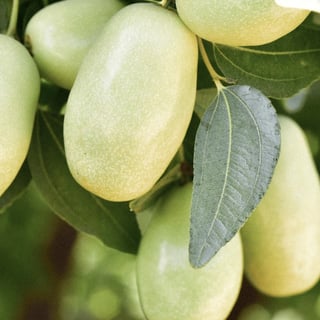 Almond Oil