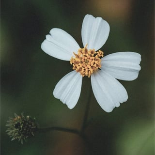 Camomile Flower extract