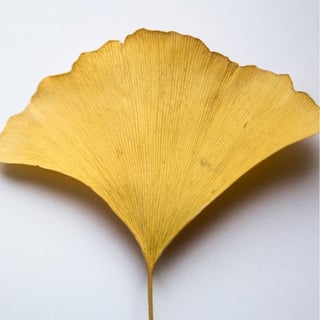 Ginkgo Extract