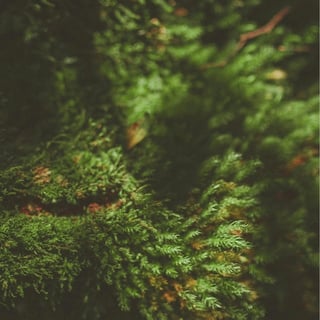 Iceland Moss Extract