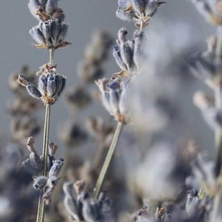 Lavender flower water