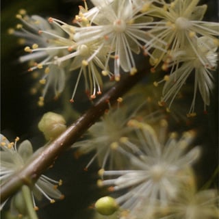 Linden Flower Extract