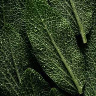 Organic Sage extract