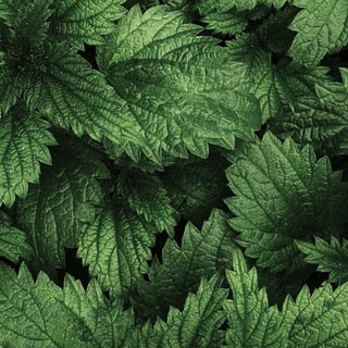Peppermint Oil