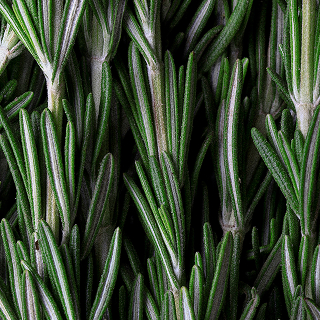Rosemary Oil