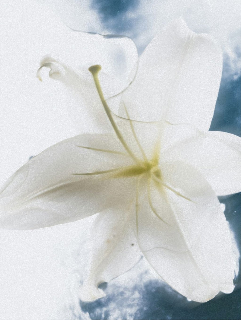 Sensitive Skin Body Cream, key ingredient