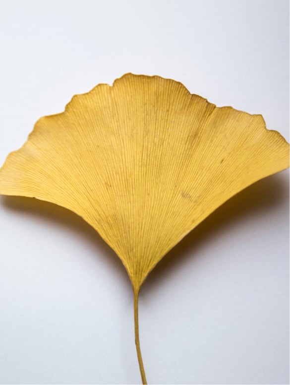 Antioxidans Ginkgo Gel Booster, wichtiger Inhaltsstoff