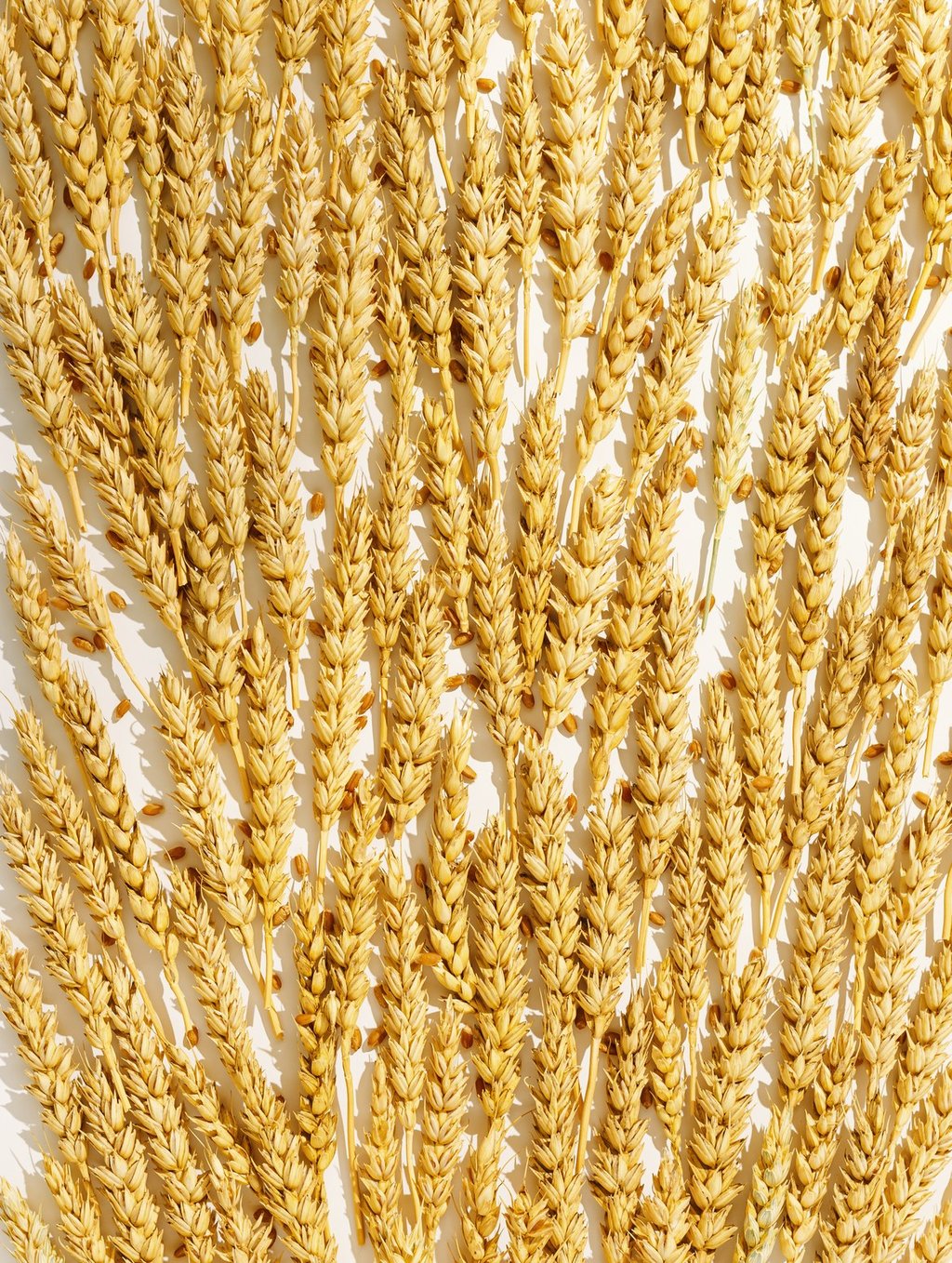 Non-Aerosol Hairspray with Plant Protein, key ingredient