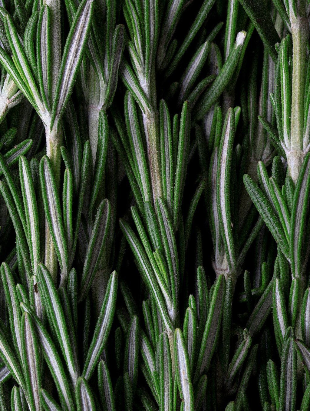 Rosemary Hair & Scalp Strengthening Oil, key ingredient