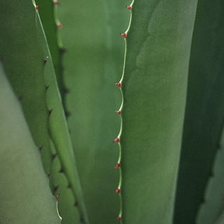Aloe Leaf Juice