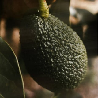 Avocadoöl