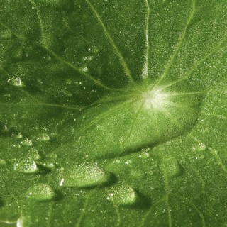 Centella Asiatica
