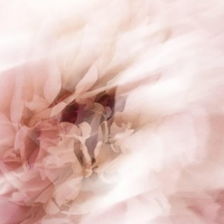 Extrait de fleurs