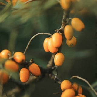 1% Ses-Buckthorn-Öl