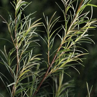 3% Tea tree oil