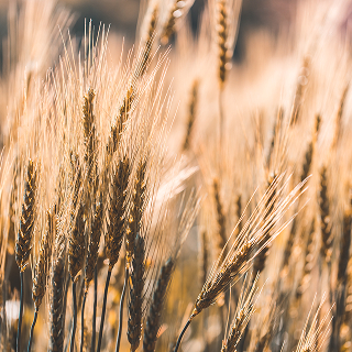 Wheat Protein