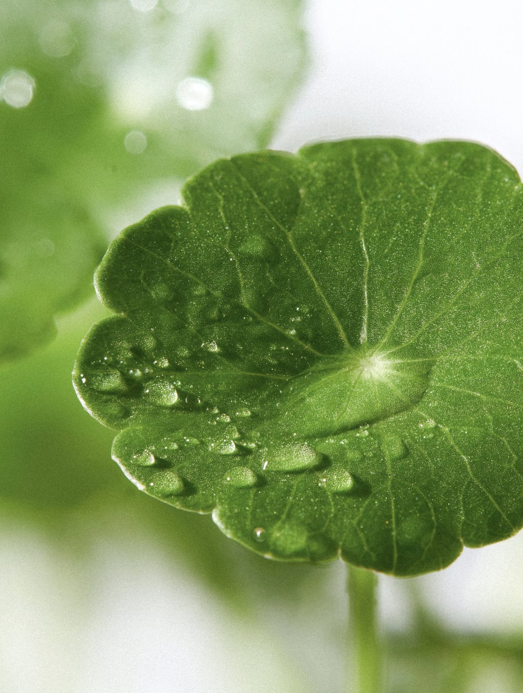 0.3% Spicule PDRN Centella Asiatica Serum, key ingredient