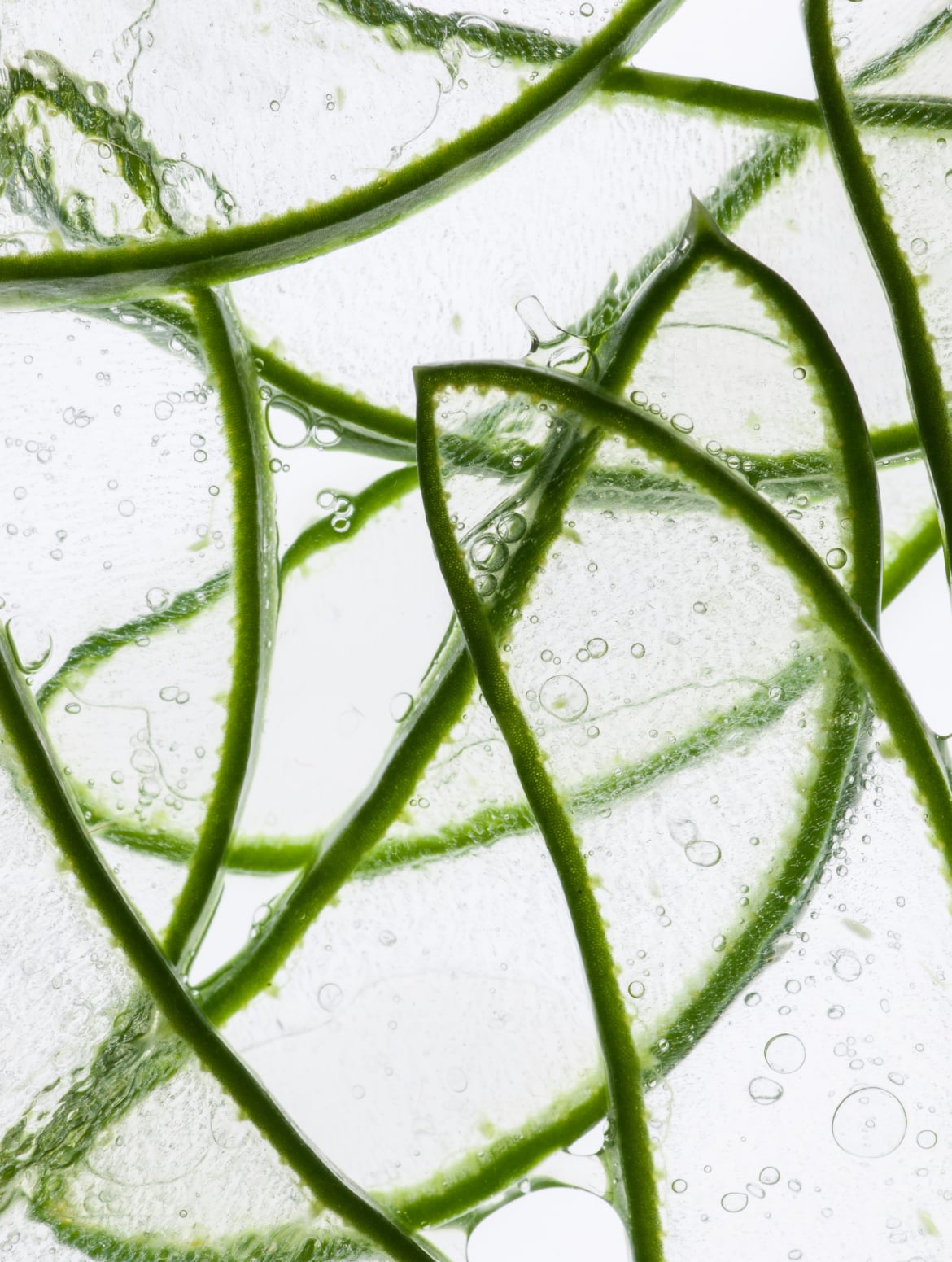 Curly Hair Shampoo, key ingredient